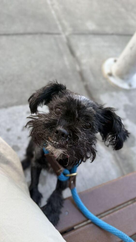 Enlarge Chip, a Adoptable mixed breed in New York, NY image 1/3