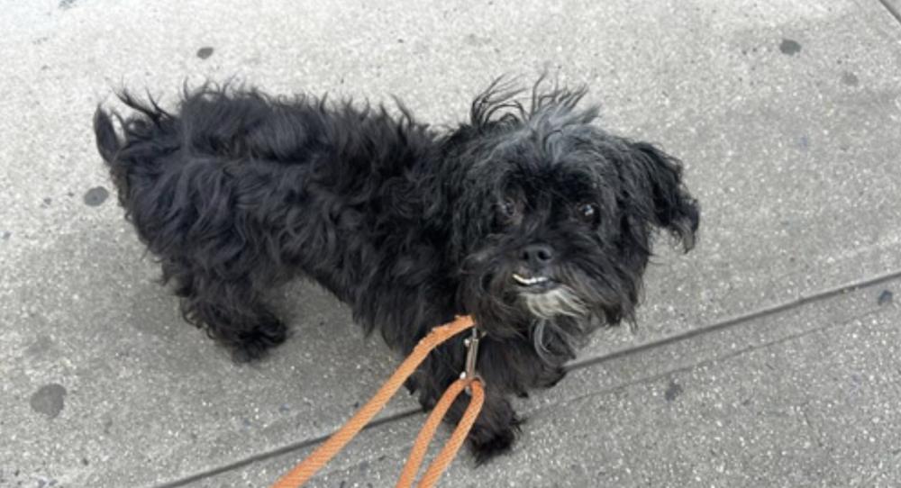 Enlarge Chip, a Adoptable mixed breed in New York, NY image 2/3