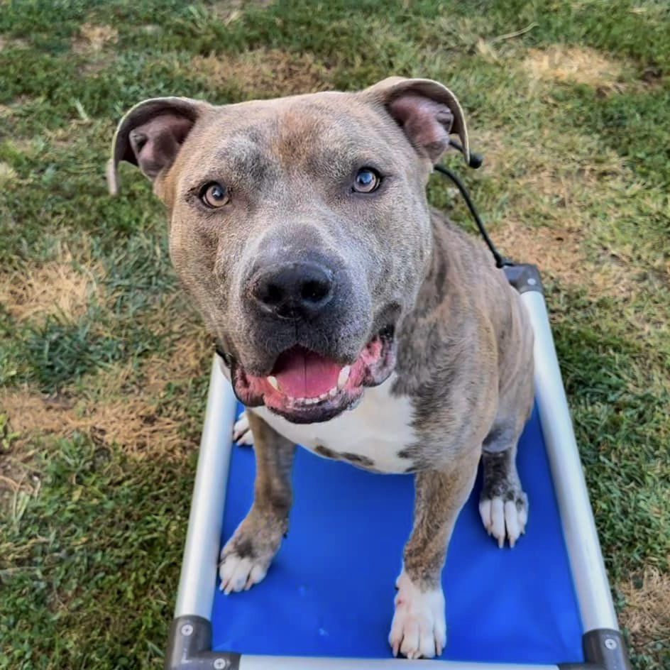 Enlarge Kade, a Adoptable mixed breed in Indianapolis, IN image 3/6