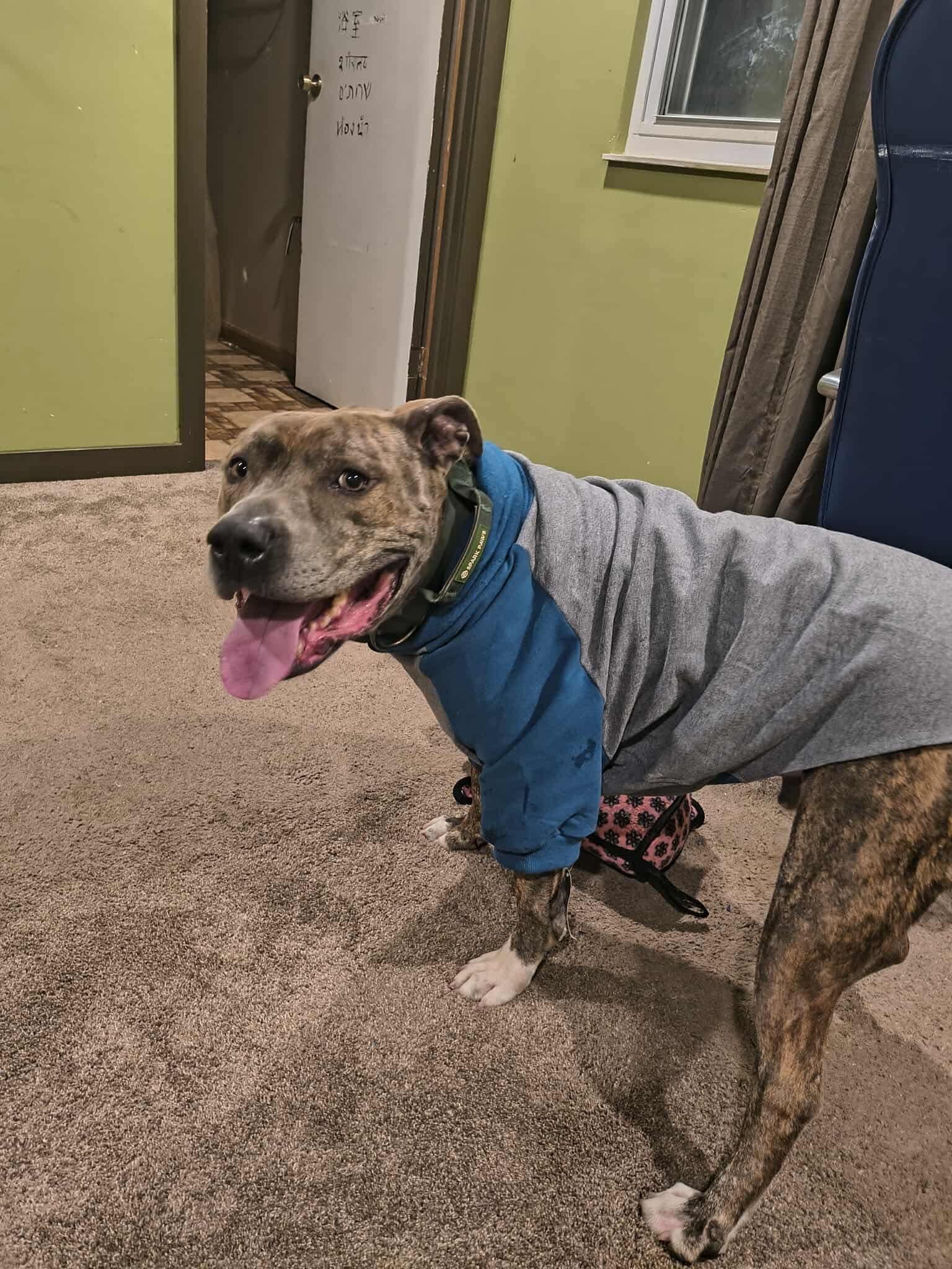 Enlarge Kade, a Adoptable mixed breed in Indianapolis, IN image 1/6