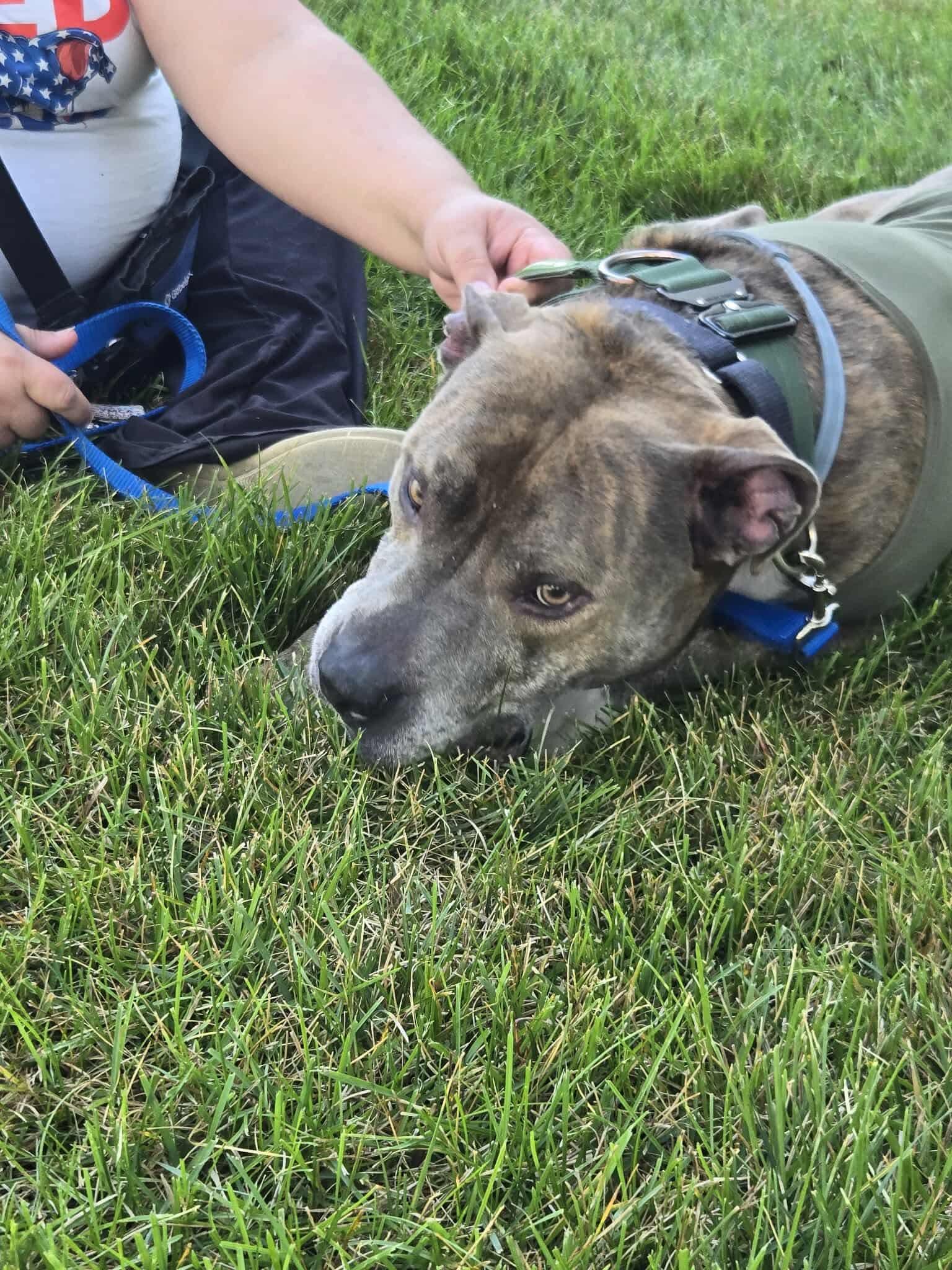 Enlarge Kade, a Adoptable mixed breed in Indianapolis, IN image 6/6