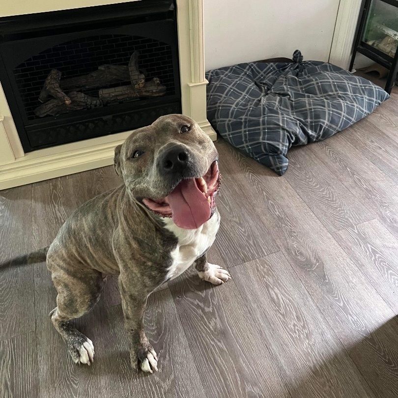 Enlarge Kade, a Adoptable mixed breed in Indianapolis, IN image 4/6