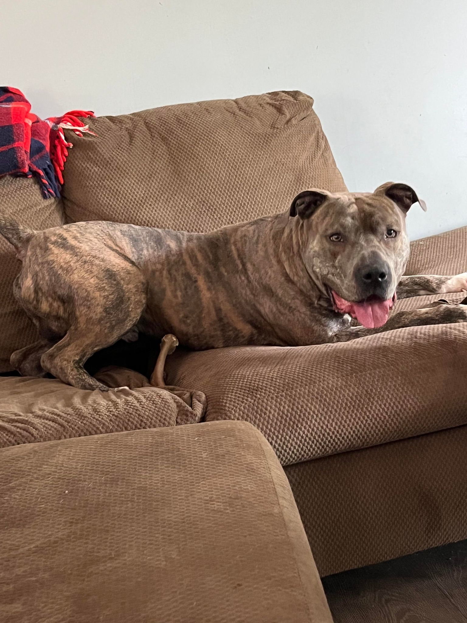 Enlarge Kade, a Adoptable mixed breed in Indianapolis, IN image 5/6