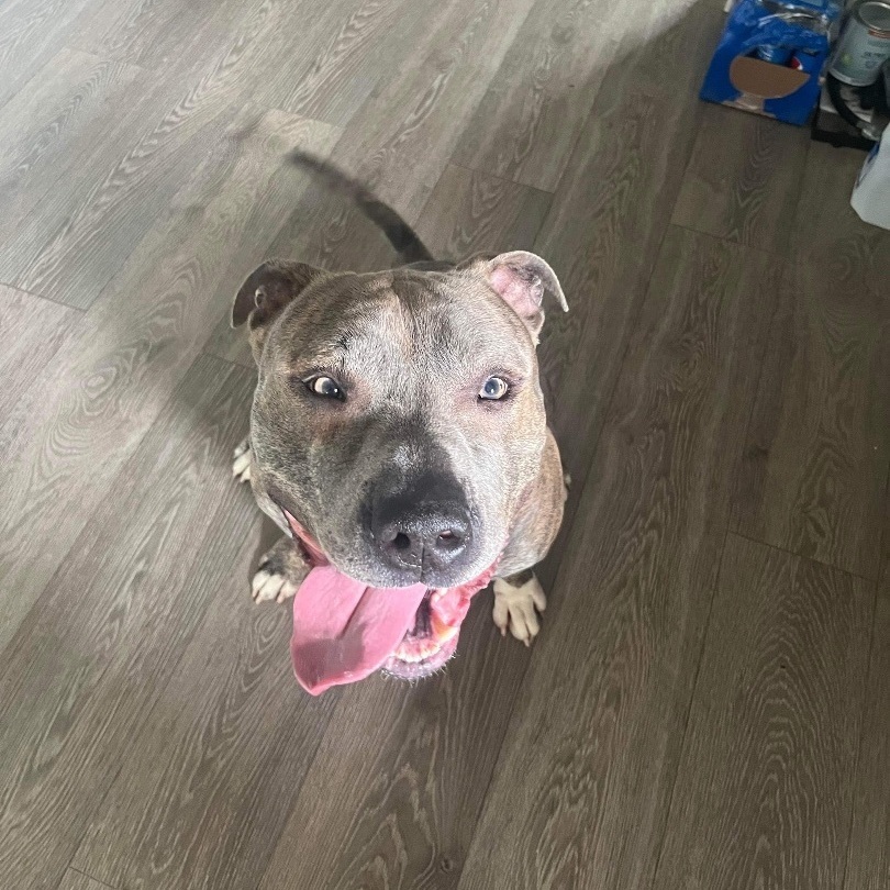 Enlarge Kade, a Adoptable mixed breed in Indianapolis, IN image 2/6