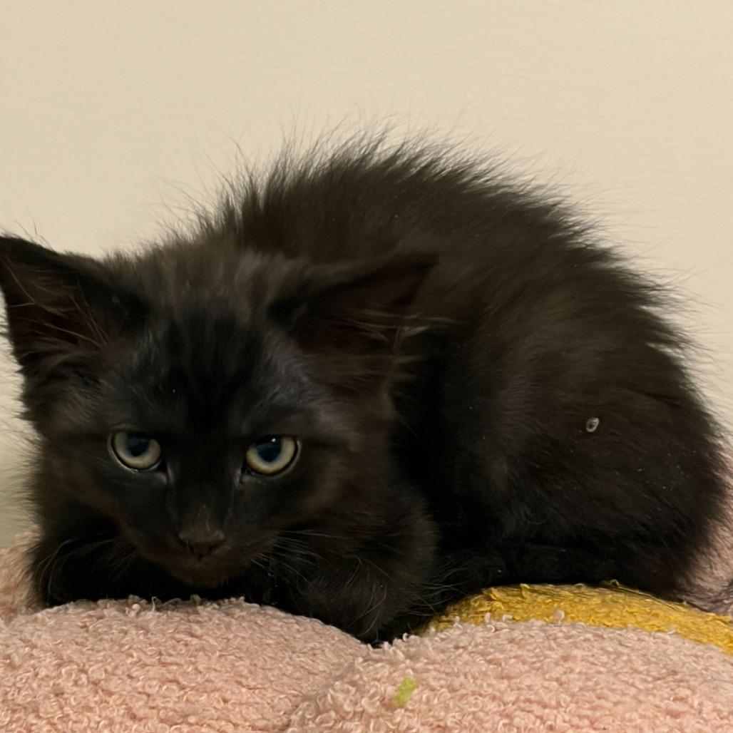 Apple — thumbnail 2