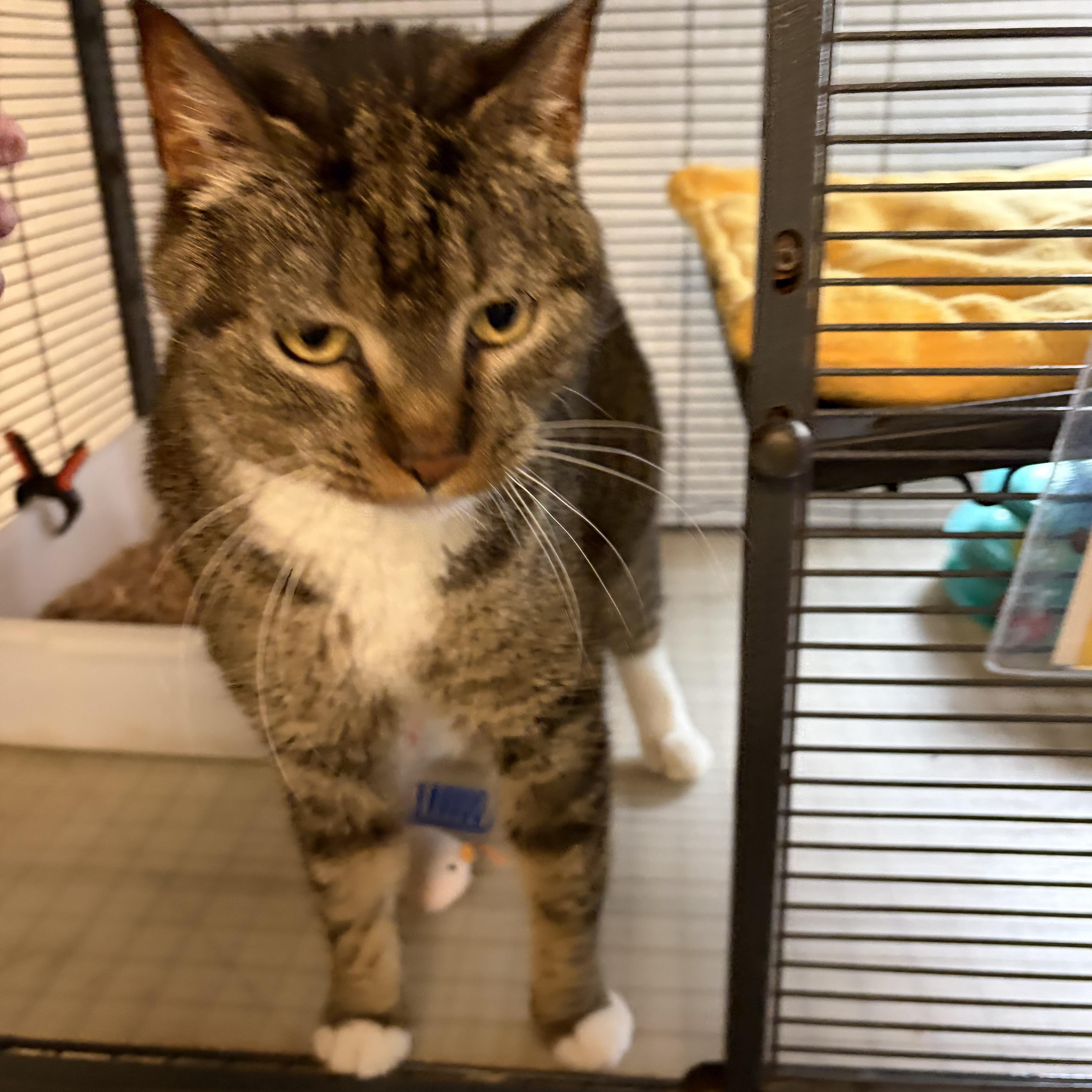 Enlarge Jackie, a Adoptable Domestic Short Hair in Cortland, NY image 3/3