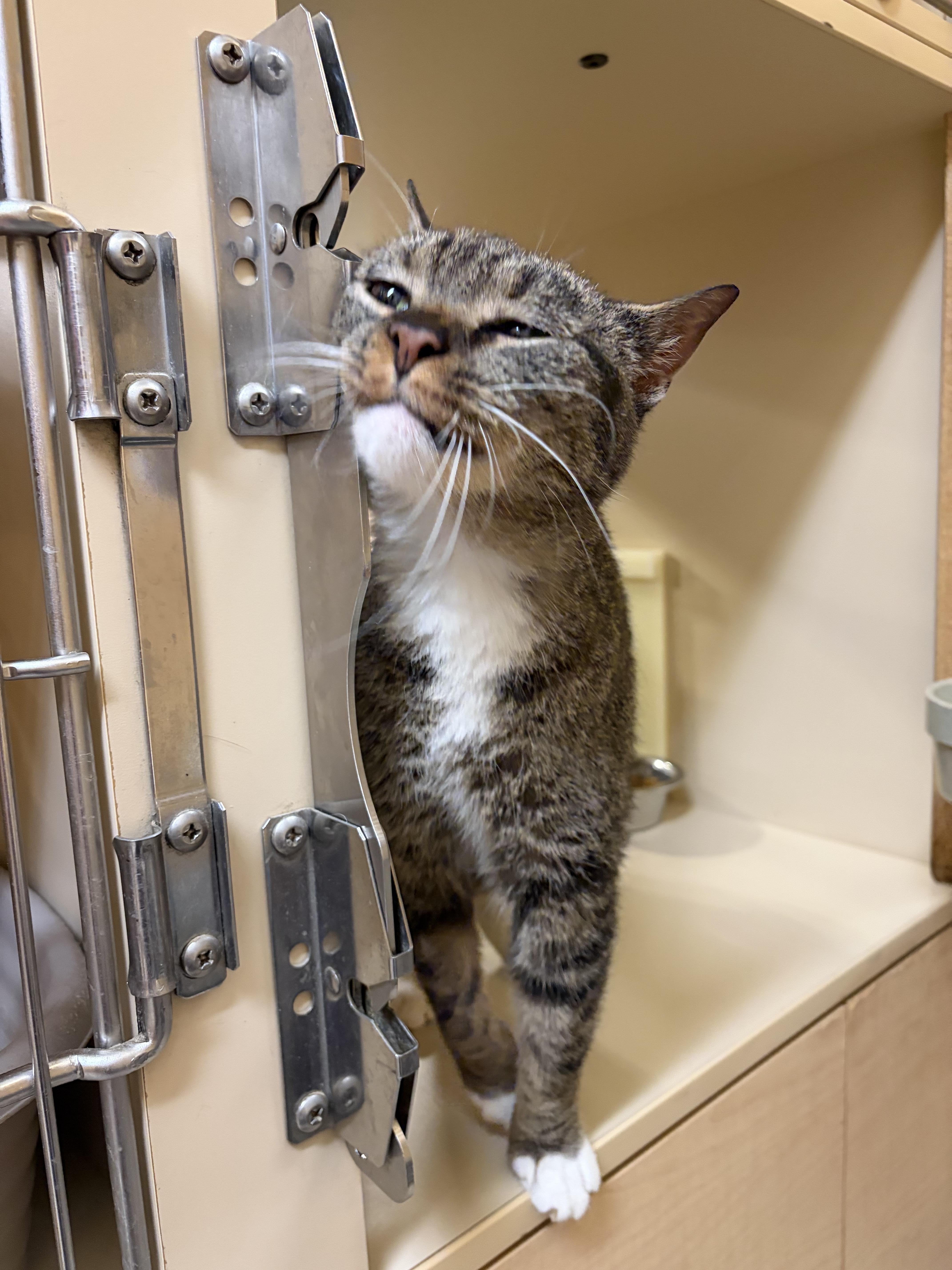 Jackie, a Adoptable Domestic Short Hair in DeWitt, NY image 6/6