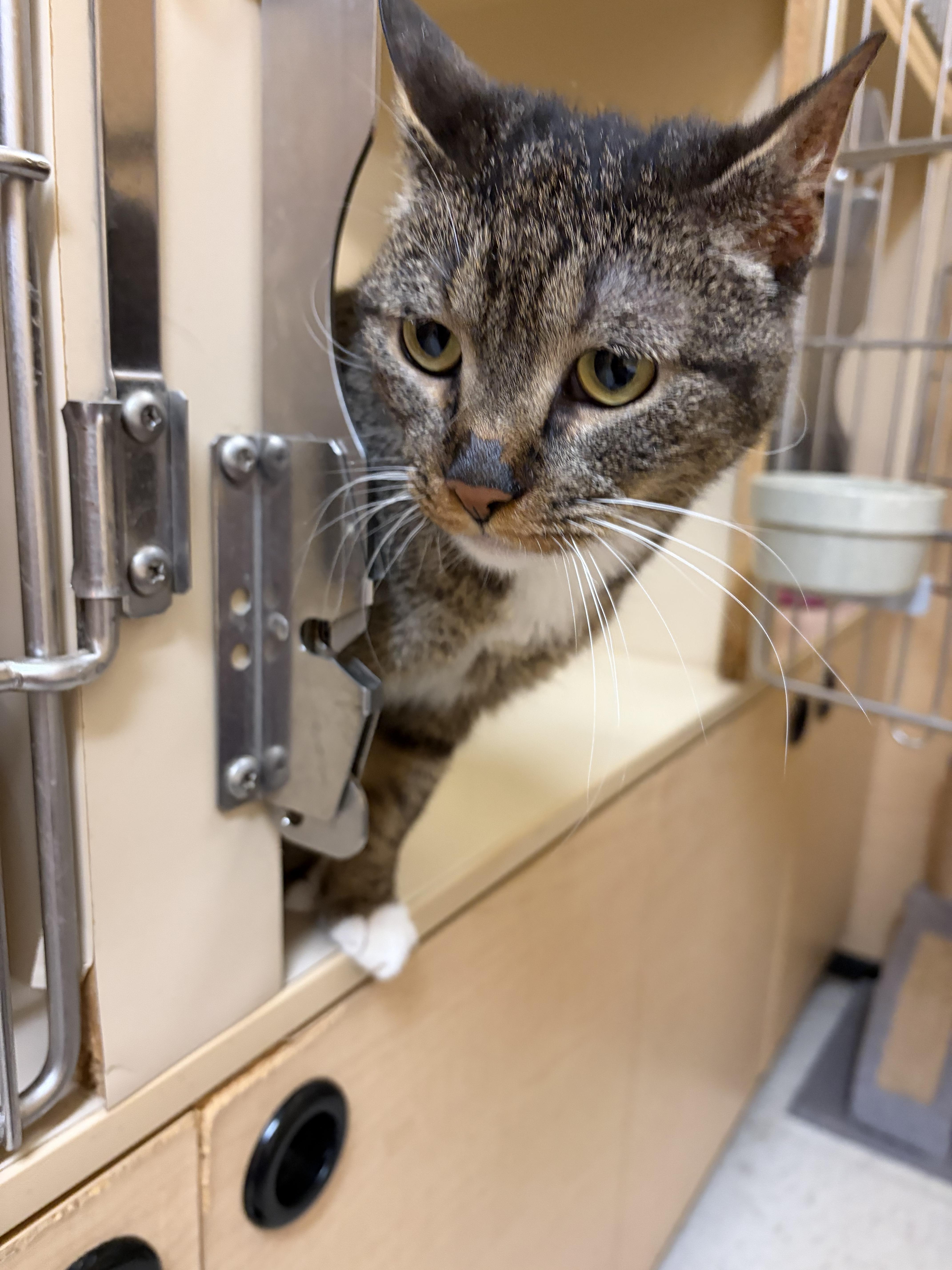 Jackie, a Adoptable Domestic Short Hair in DeWitt, NY image 5/6