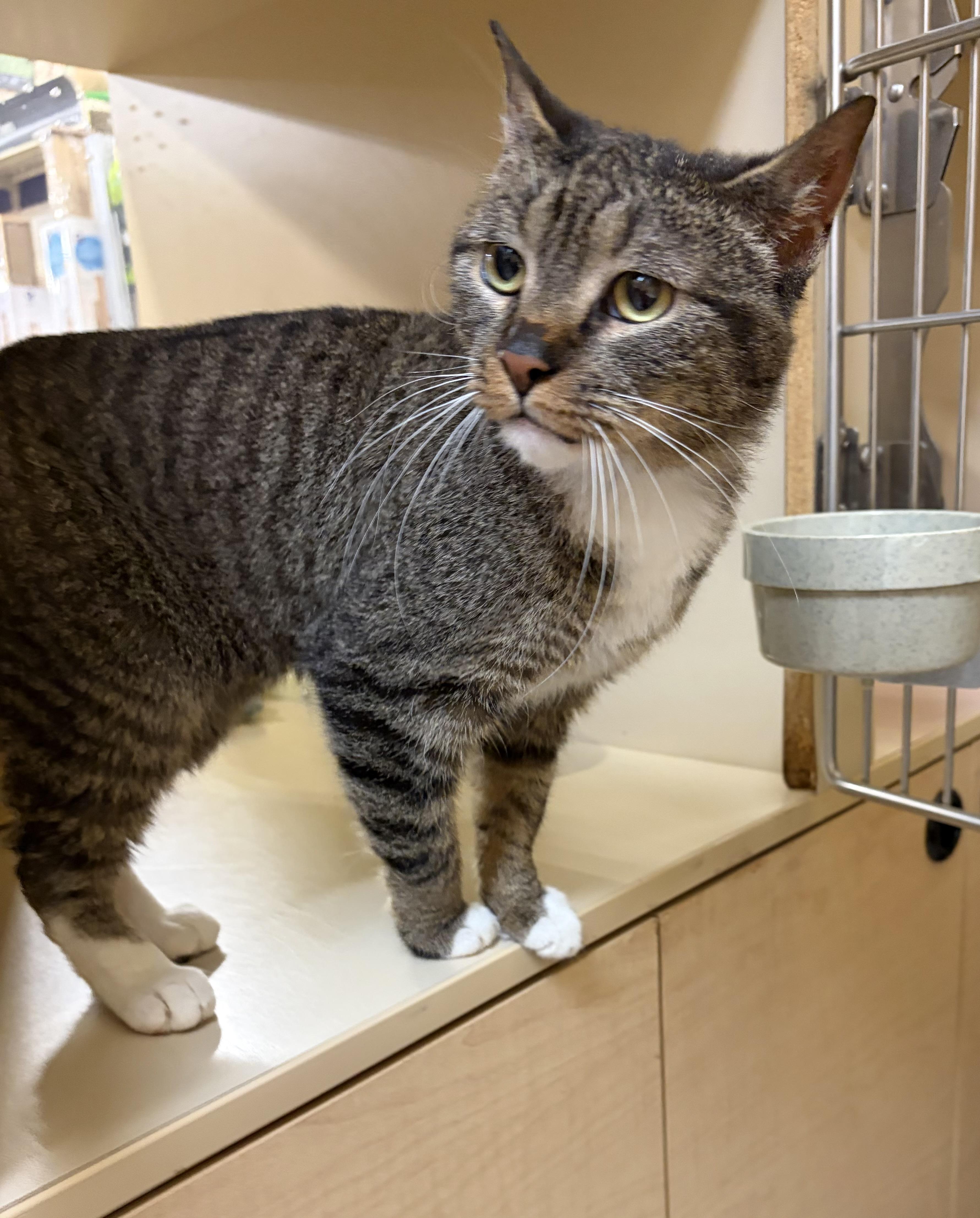 Jackie, Adoptable, Adult Female Domestic Short Hair.
