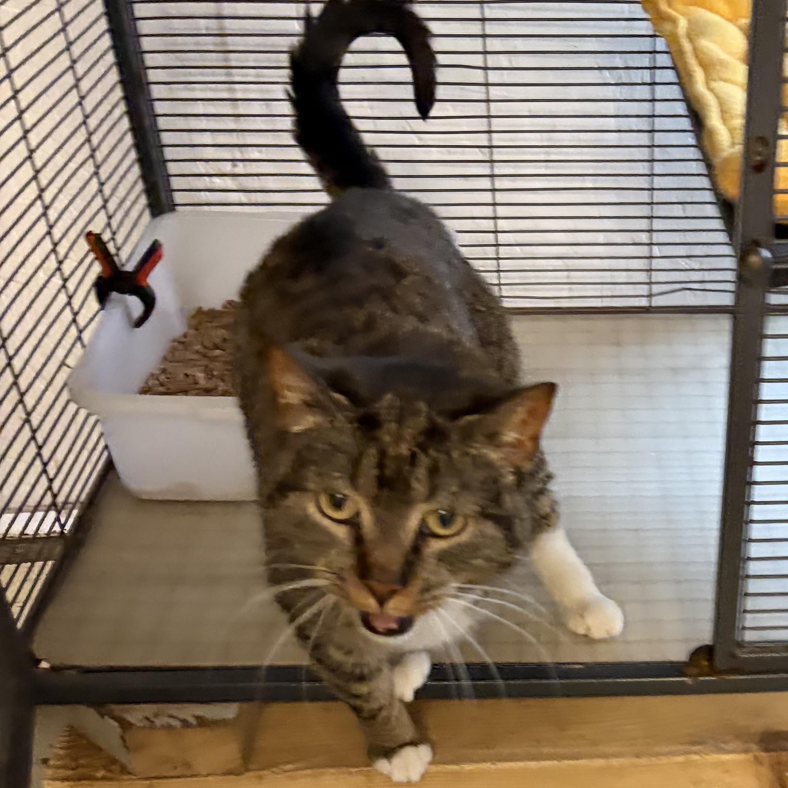 Enlarge Jackie, a Adoptable Domestic Short Hair in Cortland, NY image 2/3