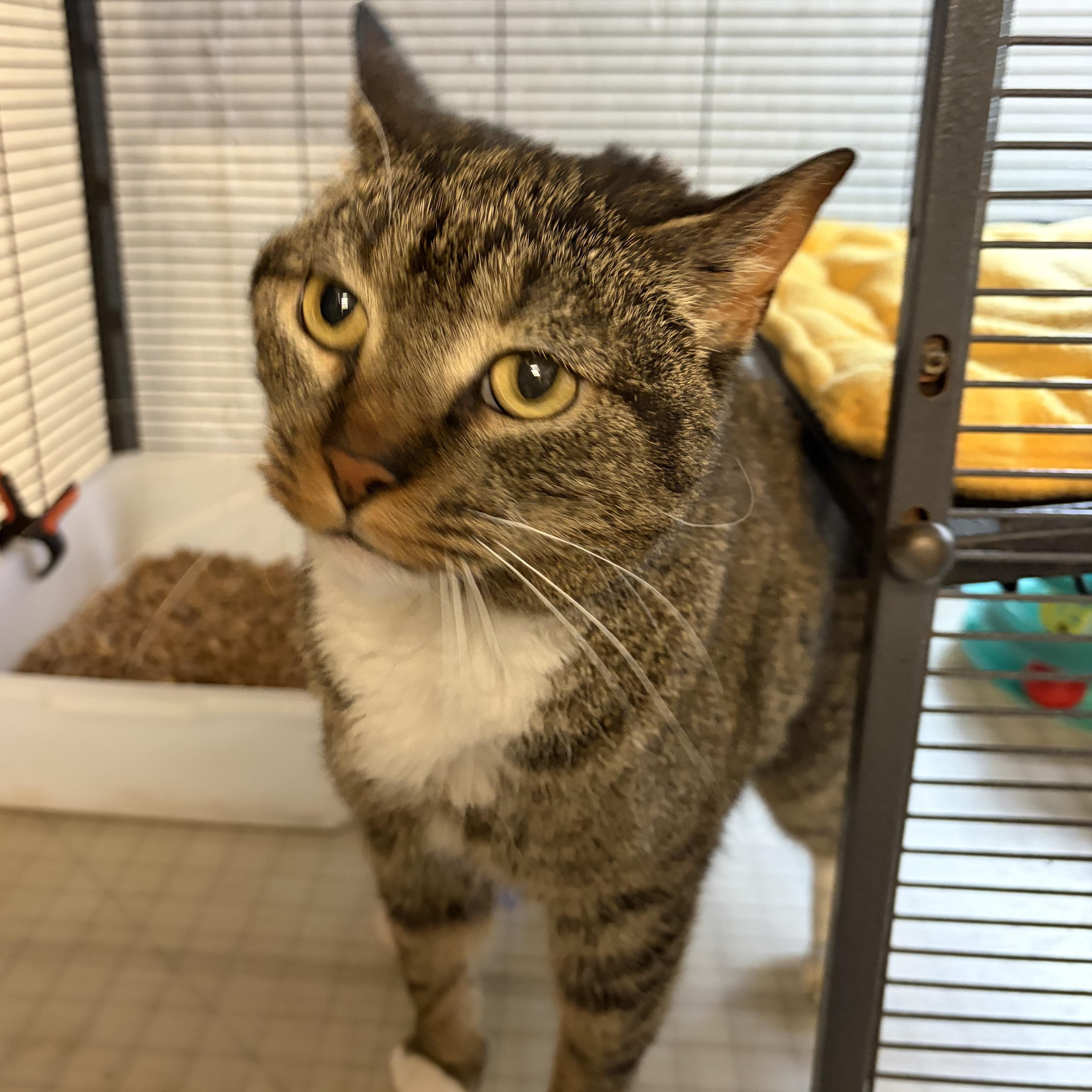 Jackie, Adoptable, Adult Female Domestic Short Hair.