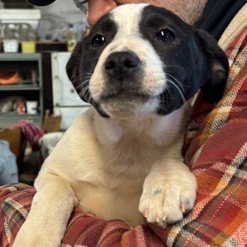 Sis, a Adopted mixed breed in Scott Depot, WV image 1/3