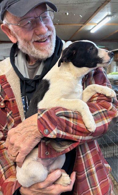 Sis, a Adopted mixed breed in Scott Depot, WV image 2/3