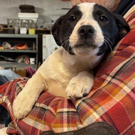 Sis, a Adopted mixed breed in Scott Depot, WV image 3/3