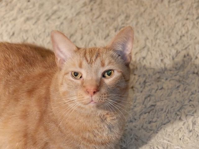 Gary (wickett), Adoptable, Senior Male Domestic Short Hair.