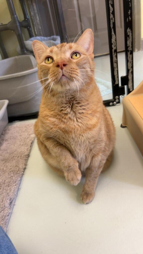 Enlarge Gary (wickett), a Adoptable mixed breed in Blountville, TN image 2/6