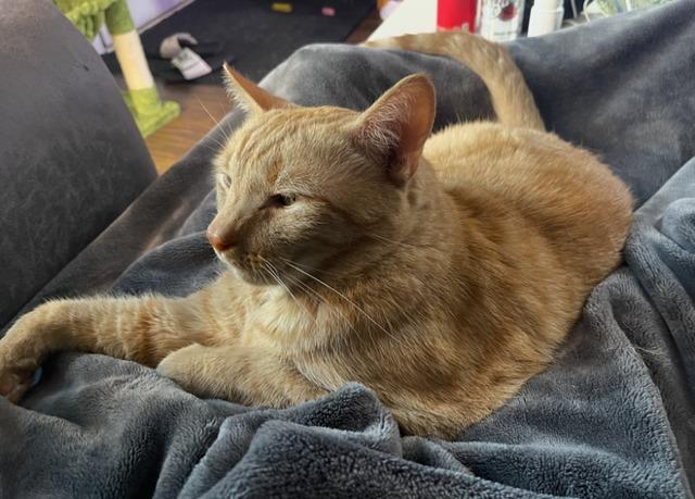 Enlarge Gary (wickett), a Adoptable mixed breed in Blountville, TN image 3/6