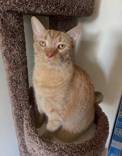 Enlarge Gary (wickett), a Adoptable mixed breed in Blountville, TN image 5/6