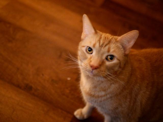 Enlarge Gary (wickett), a Adoptable mixed breed in Blountville, TN image 6/6