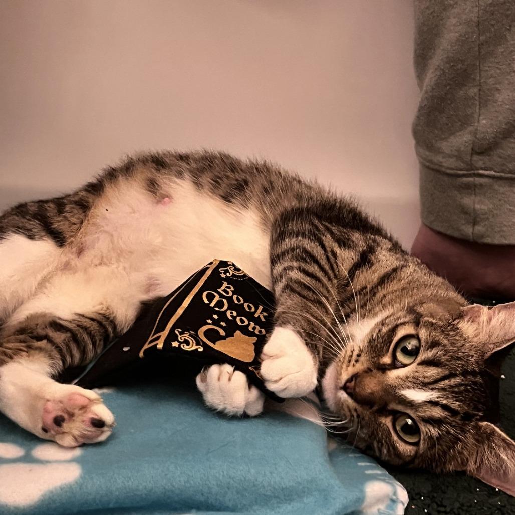 Moxie, Adoptable, Young Female Domestic Short Hair.