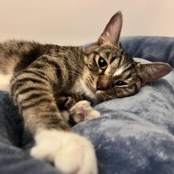 Enlarge Moxie, a Adoptable Domestic Short Hair in Spokane, WA image 2/2