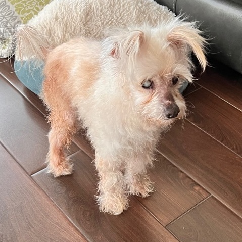 Princess Cici, Adoptable, Senior Female Poodle.