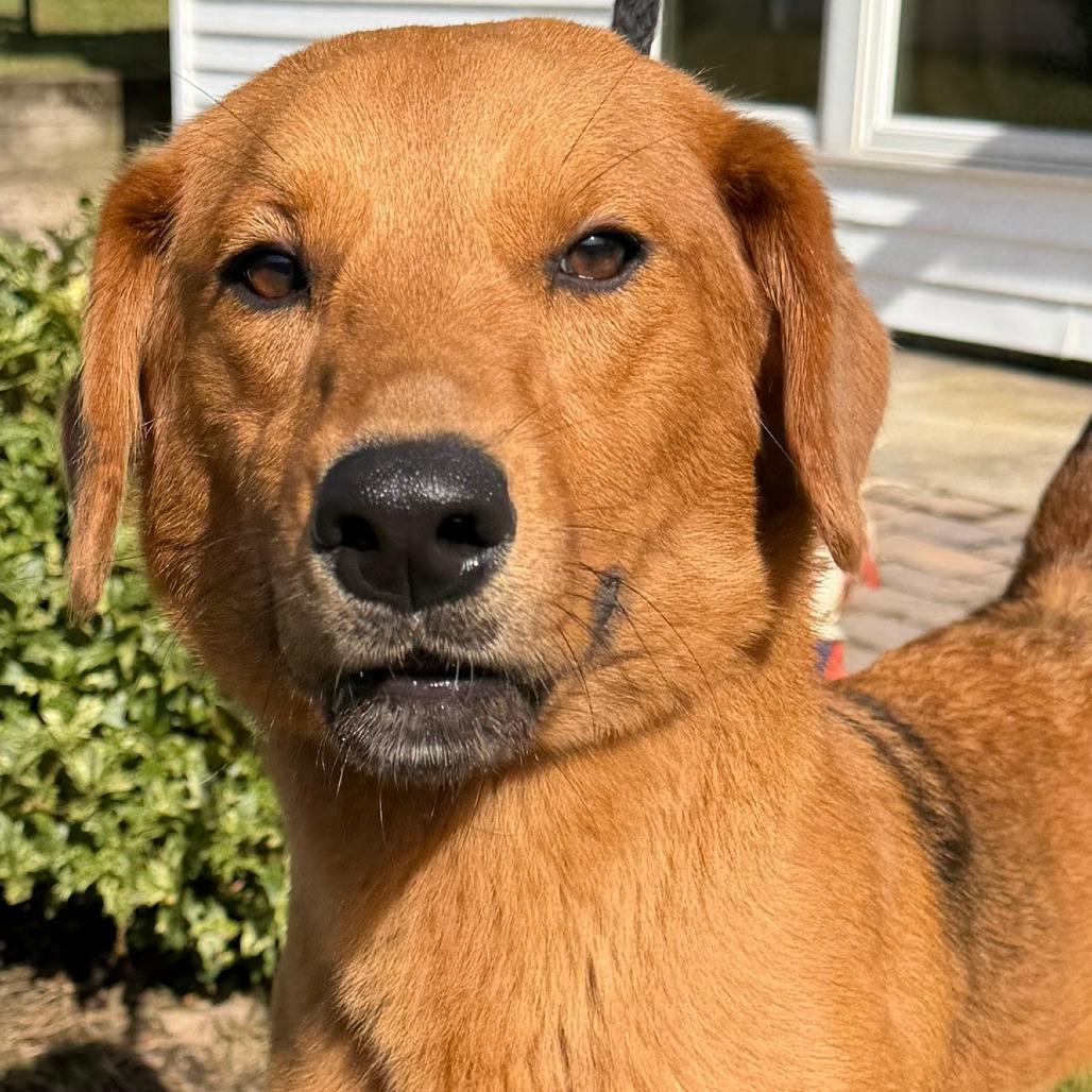 Gracie, Adoptable, Young Female Golden Retriever & Mixed Breed.