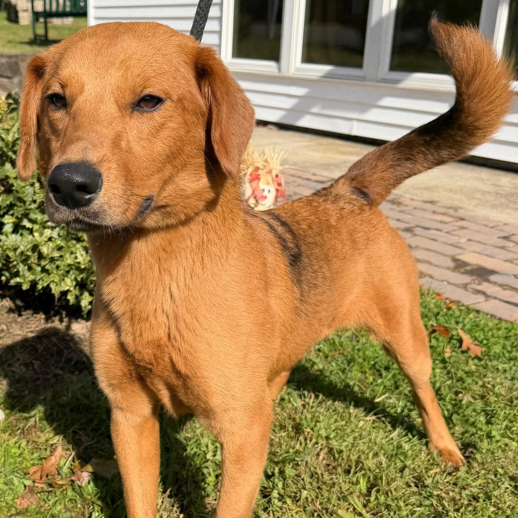 Enlarge Gracie, a Adoptable mixed breed in Calverton, NY image 2/2