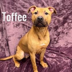 Toffee, ADOPTABLE, Young Male Pit Bull Terrier.