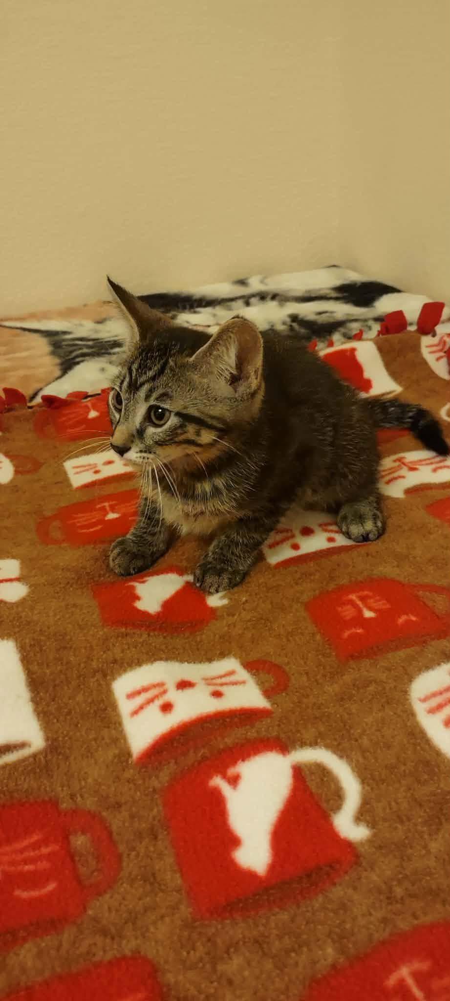 Bear, a Adopted Domestic Short Hair in Rio Linda, CA image 1/2