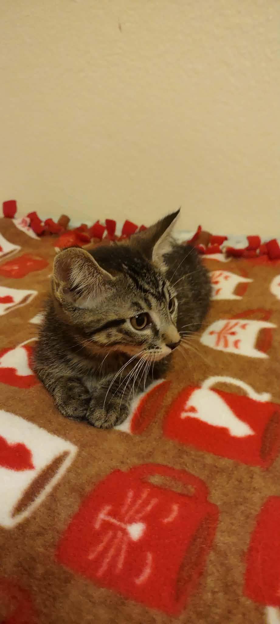 Bear, a Adopted Domestic Short Hair in Rio Linda, CA image 2/2