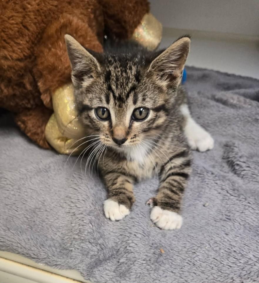 Jackie Brown, an adoptable Domestic Short Hair in Larned, KS, 67550 | Photo Image 3