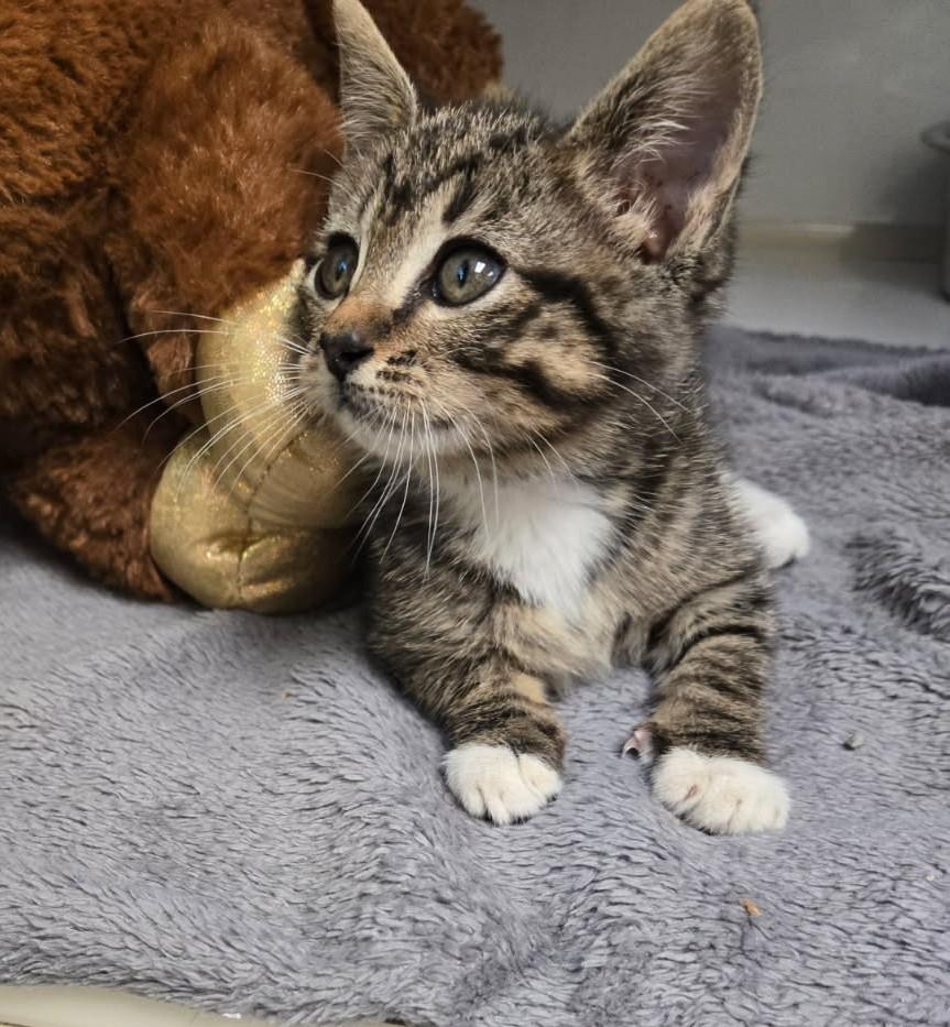 Jackie Brown, an adoptable Domestic Short Hair in Larned, KS, 67550 | Photo Image 1