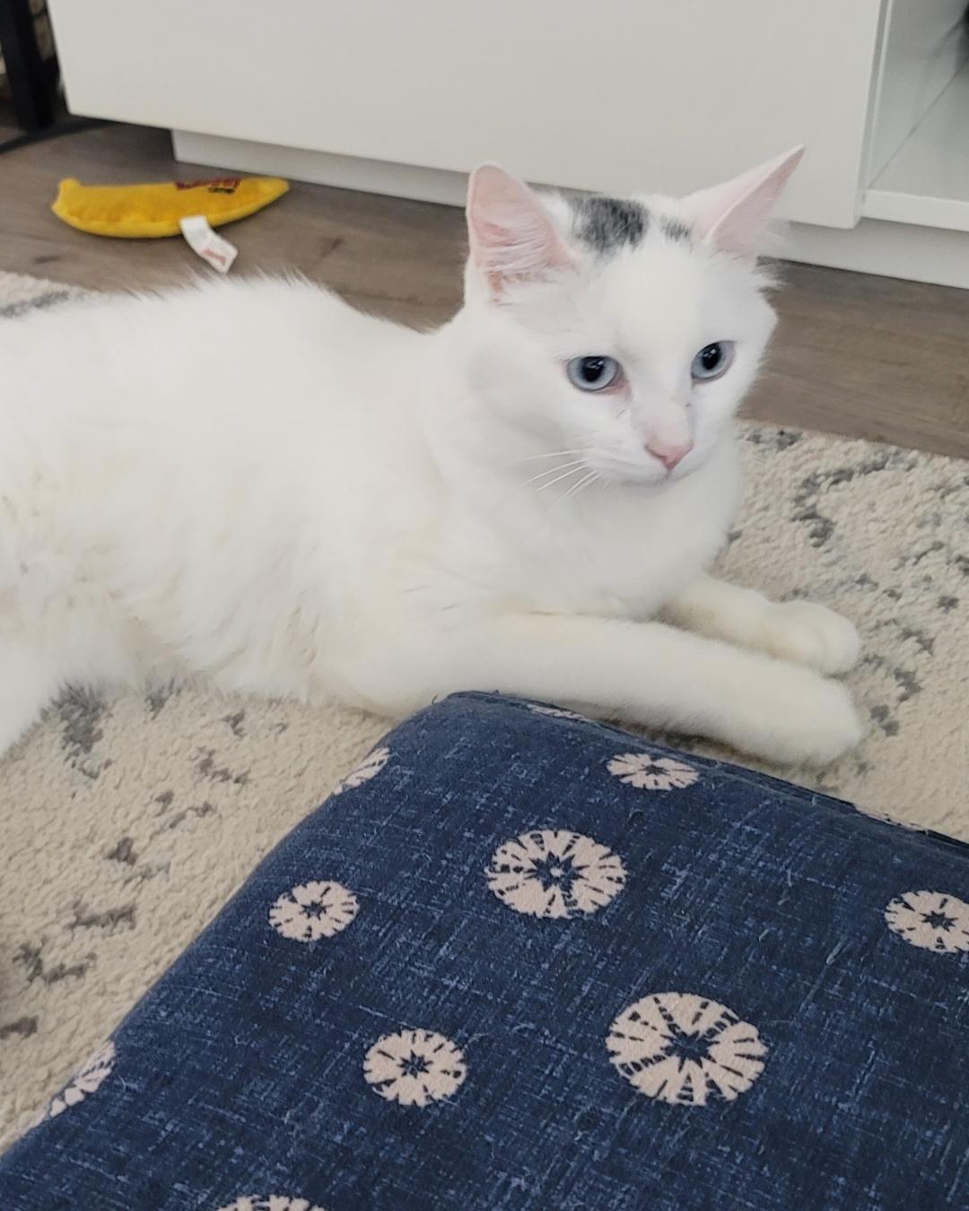 Moon (I'm a GENTLEMAN!), an adoptable Siamese, Domestic Medium Hair in Ojai, CA, 93023 | Photo Image 2
