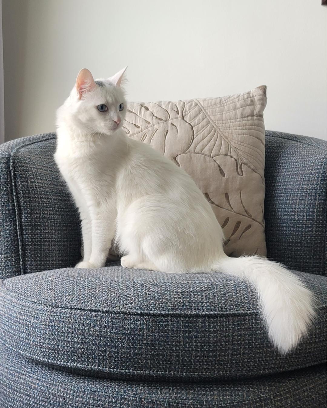 Moon (I'm a GENTLEMAN!), an adoptable Siamese, Domestic Medium Hair in Ojai, CA, 93023 | Photo Image 4