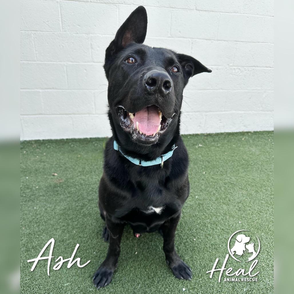 Ash, a Adoptable mixed breed in Youngwood, PA image 1/4