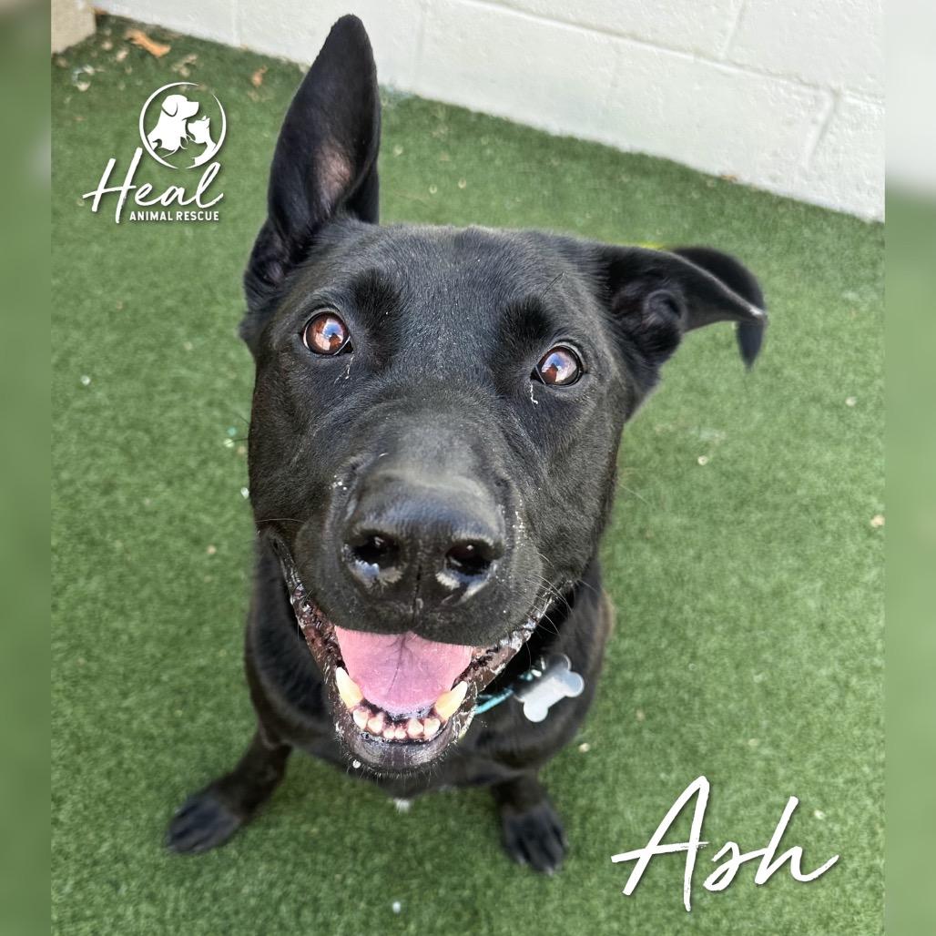 Ash, a Adoptable mixed breed in Youngwood, PA image 2/4