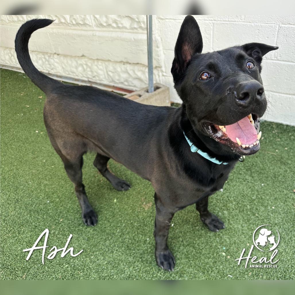 Ash, a Adoptable mixed breed in Youngwood, PA image 3/4