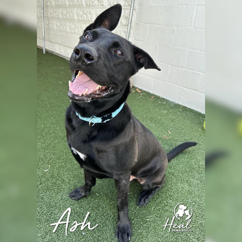Ash, a Adoptable mixed breed in Youngwood, PA image 4/4