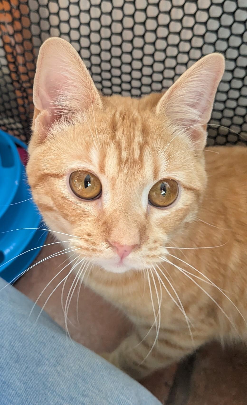 Garfield, adopted, Young Male Domestic Short Hair.