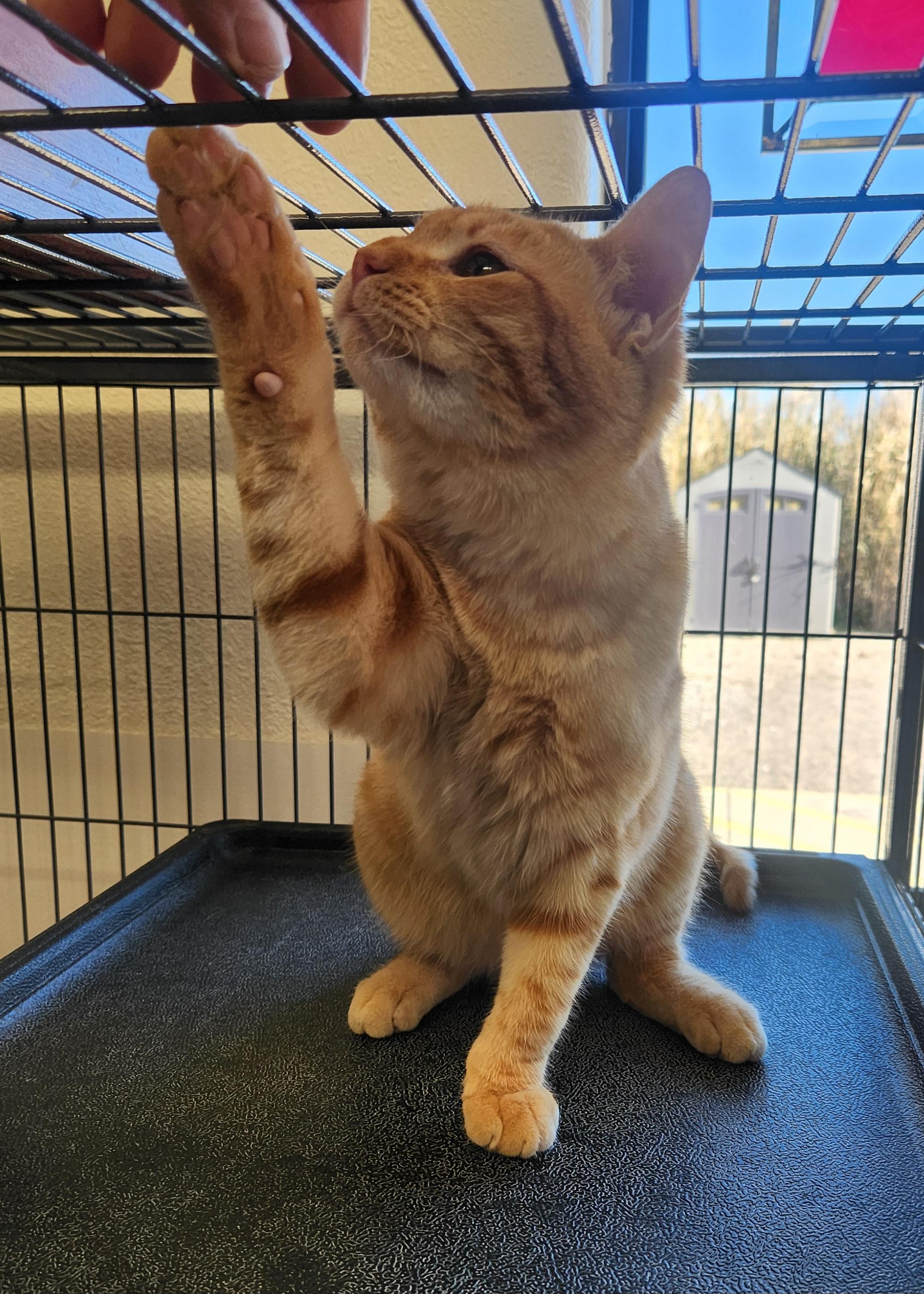 Enlarge Garfield, an adopted Domestic Short Hair in Yarnell, AZ image 2/4