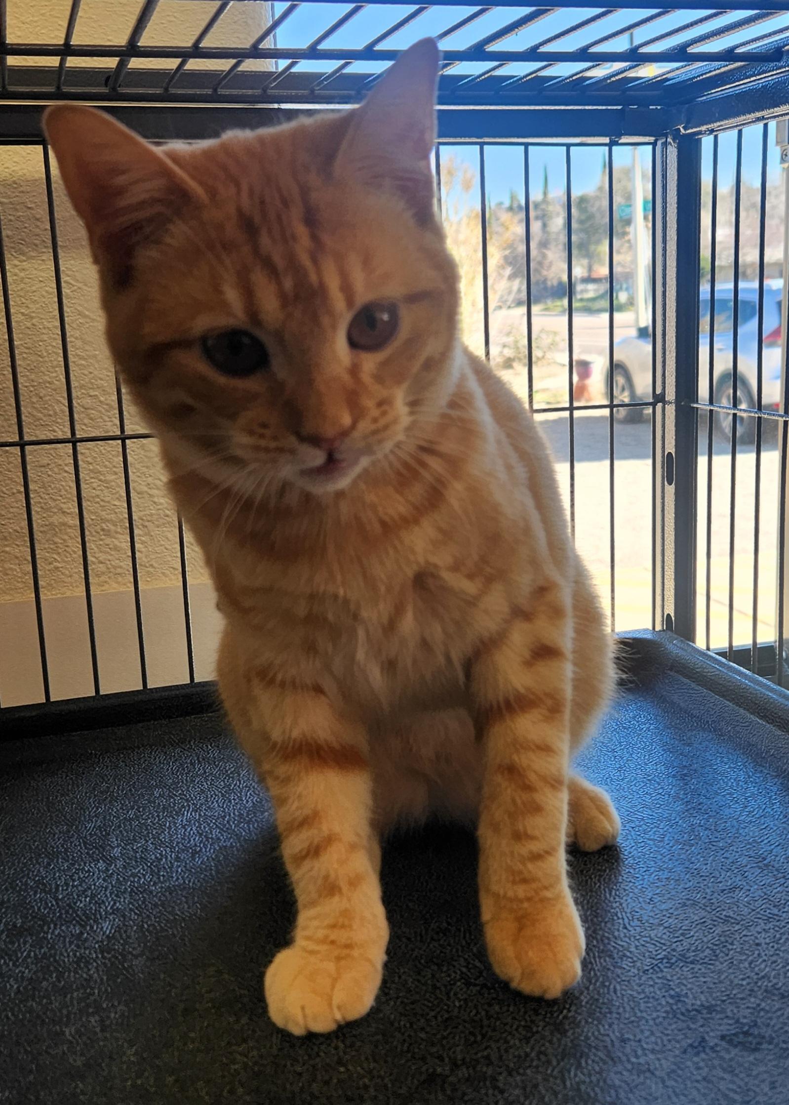 Enlarge Garfield, an adopted Domestic Short Hair in Yarnell, AZ image 3/4