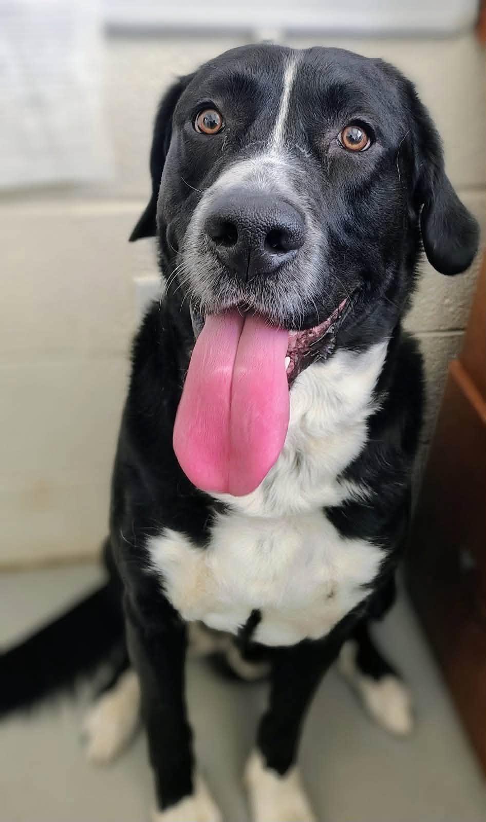 Wilson, adopted, Adult Male Bernese Mountain Dog & Bull Terrier.