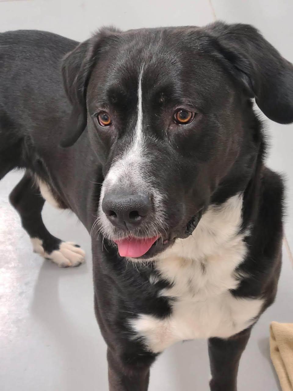Enlarge Wilson, an adopted mixed breed in La Verkin, UT image 2/2
