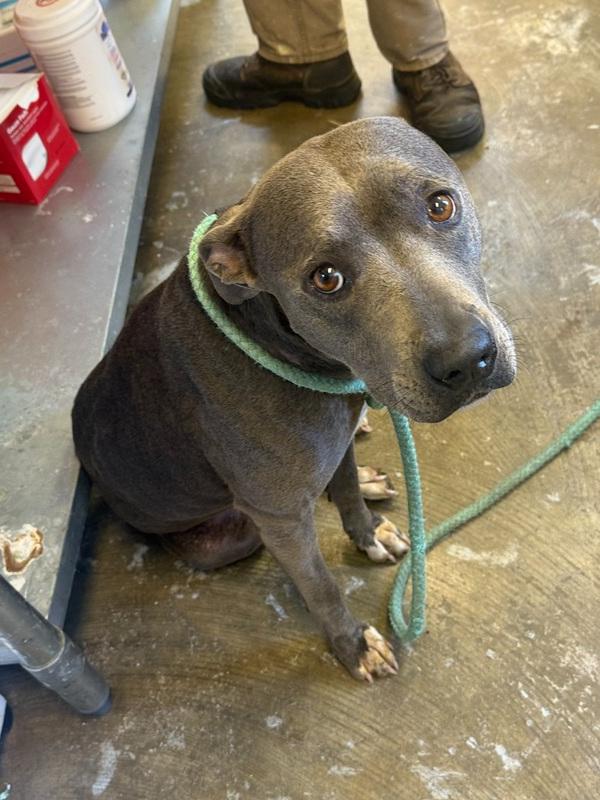 Mia 25D-235, Adoptable, Adult Female Terrier.