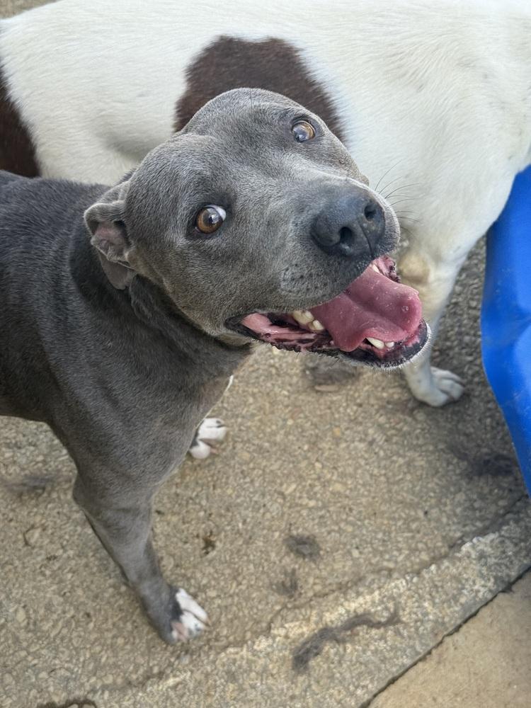 Enlarge Mia 25D-235, a Adoptable mixed breed in Corinth, MS image 2/2