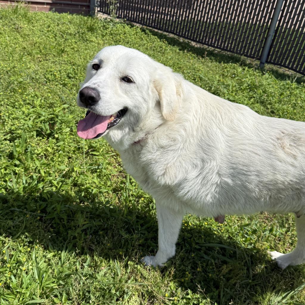 Enlarge Brie, a Adoptable Great Pyrenees in Brenham, TX image 2/6