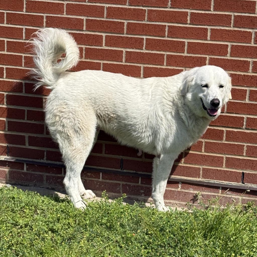 Enlarge Brie, a Adoptable Great Pyrenees in Brenham, TX image 3/6