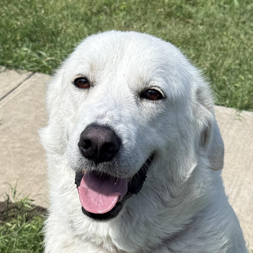 Enlarge Brie, a Adoptable Great Pyrenees in Brenham, TX image 1/6