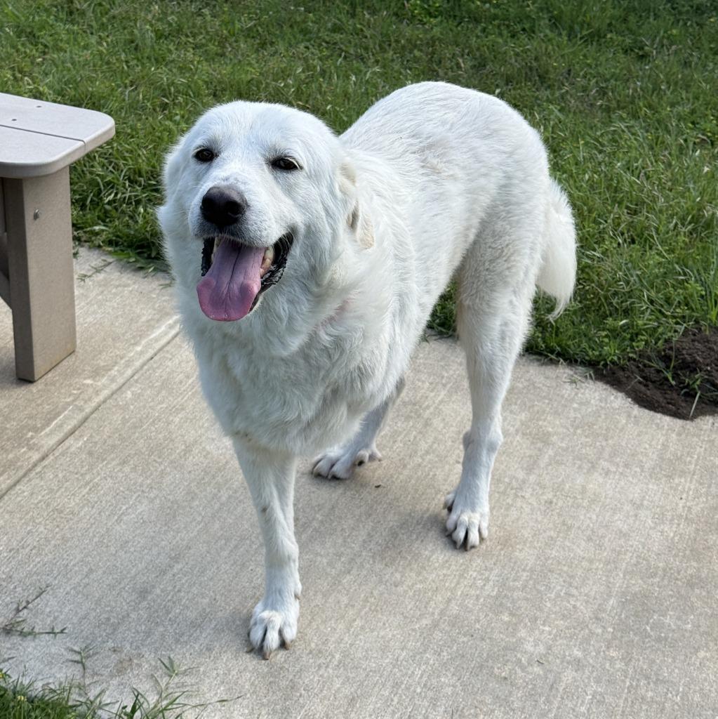 Enlarge Brie, a Adoptable Great Pyrenees in Brenham, TX image 4/6
